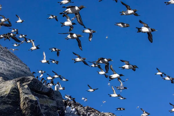 Towards Ocean thumbnail