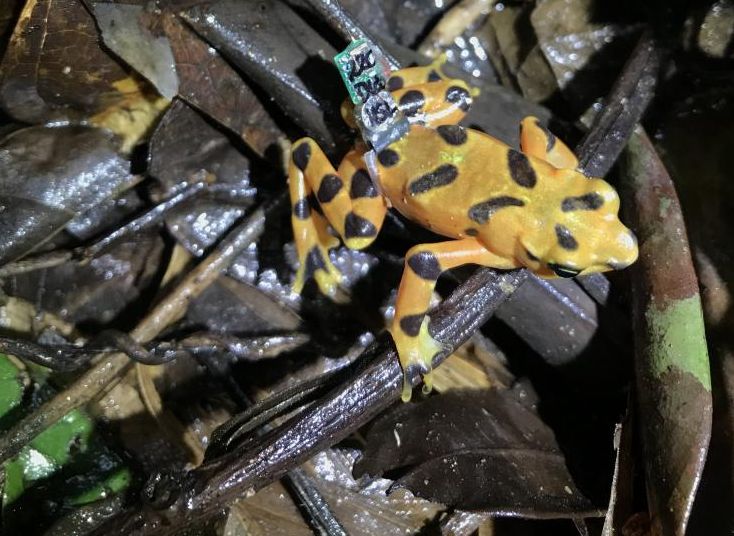 These Captive-Bred Frogs Are Facing Predators and the Chytrid Fungus to Make It in the Wild