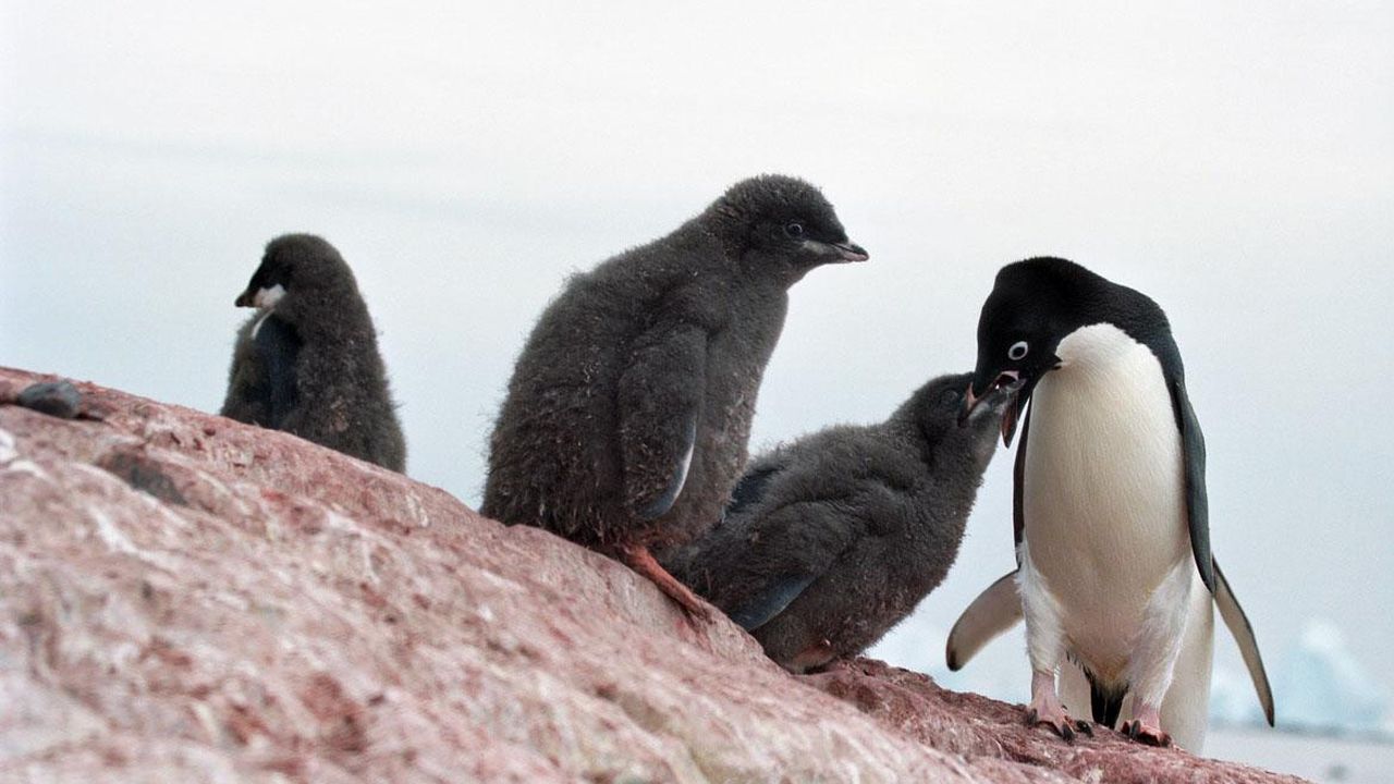 Here's How Hundreds of Baby Penguins Became Mummified in Antarctica, image size:1280x720