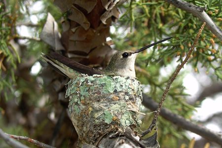 A mother hummingbird in Arizona incubates her eggs under the indirect protection of her neighborhood hawk. 