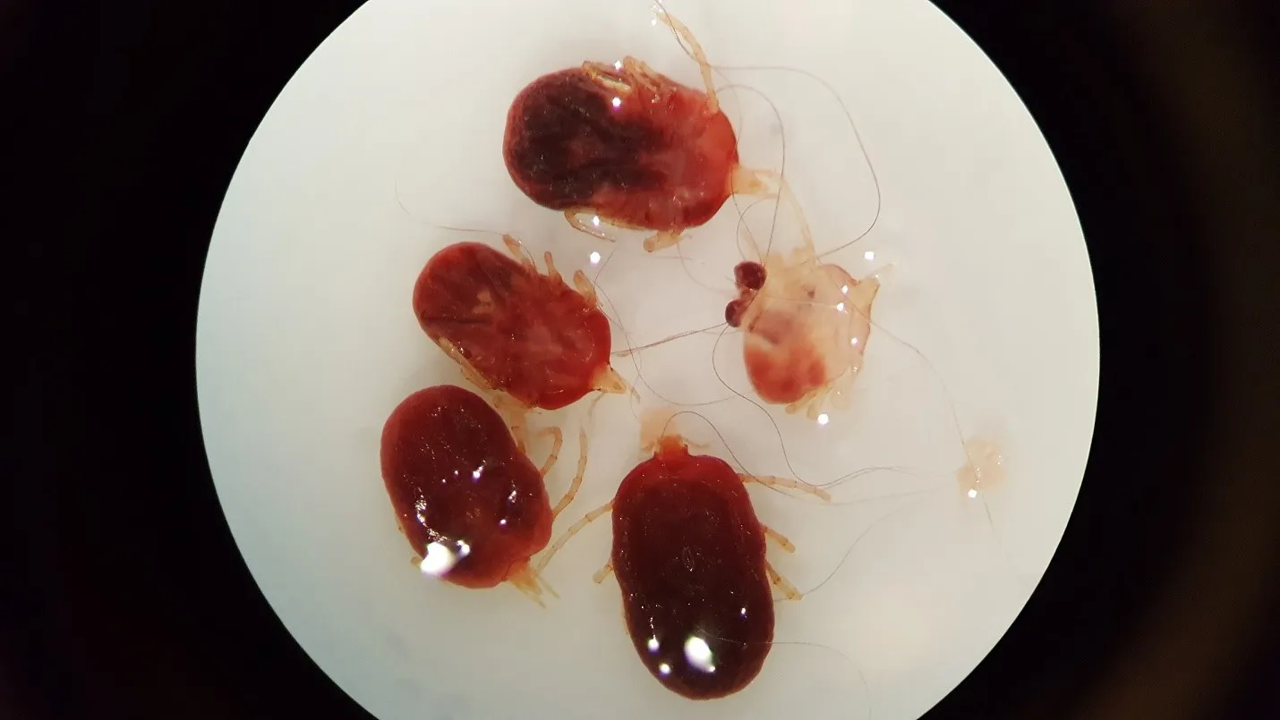 Why We Need to Save the Parasites | Smithsonian Voices | National ...
