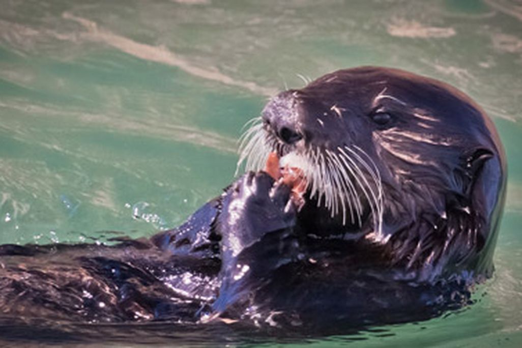 Sea otters have teeth that resemble those of Paranthropus