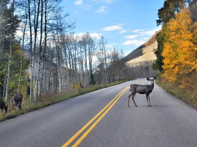 A mule deer crosses a road near Aspen, Colorado.