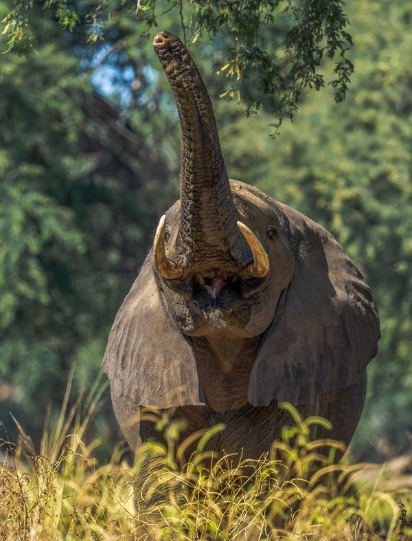 Bull Elephant Reaching for Food thumbnail