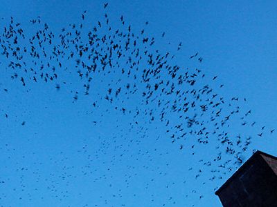 No one knows exactly where Vaux's (pronounced "vauks") swifts spend the winter, or the details of their migration route. But we do know the birds need chimneys.