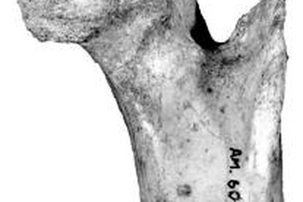 20110520083131unknown-dinosaur-femur.jpg