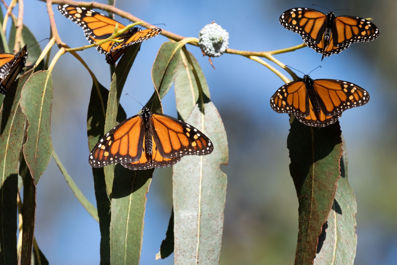 Butterflies are in decline across North America, a look at the Western Monarch