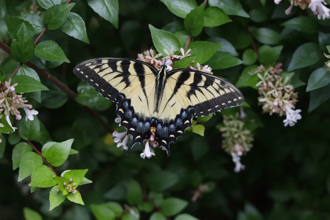 metamorphosis.