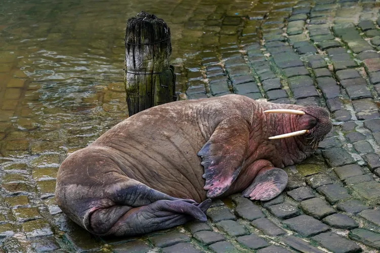 walrus napping on its back