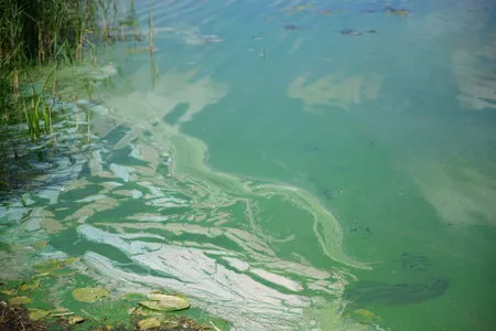 Cyanobacteria, or blue-green algae, on the surface of a lake. Bacteria were the first organisms to photosynthesize, creating the oxygen essential for the evolution of life on Earth.
