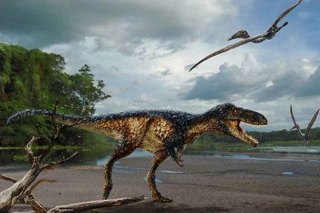 A reconstruction of the horse-sized tyrannosaur Timurlengia euotica, named for the charismatic Central Asian ruler Tamerlane, shows the species' long, slender legs, large head and teeth built sharp like a steak knife. 