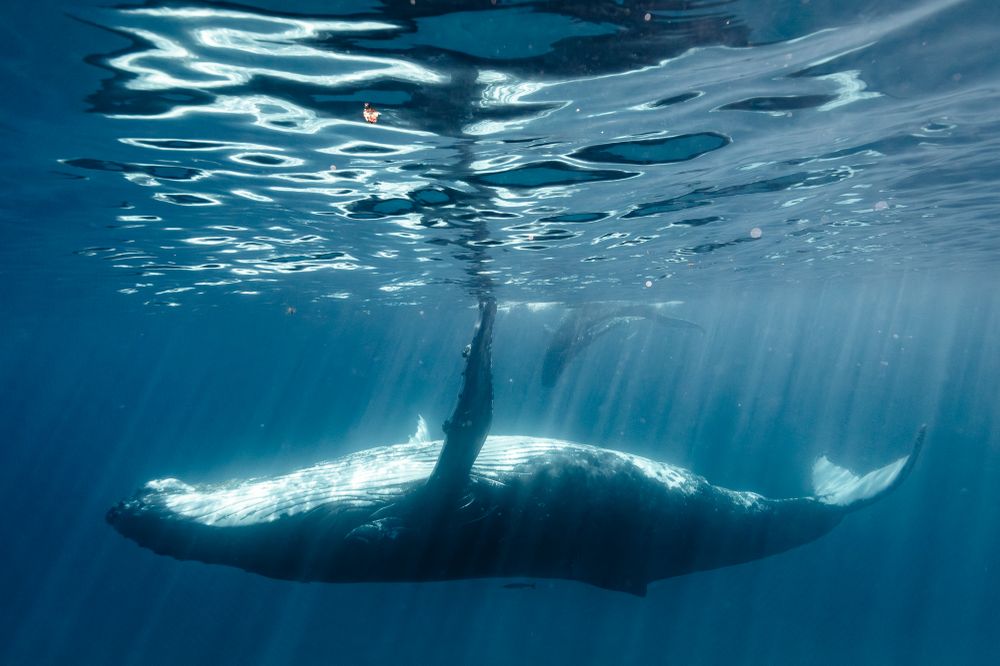 Every year, thousands of humpback whales grace the warm nursery waters of Tonga to give birth and raise their young until strong enough to migrate to Antarctic feeding grounds. A journey of 6,000 kilometers, these whales social bonds are incredible strong and for being such massive animals, incredible gentle as well, especially between mothers and their young.