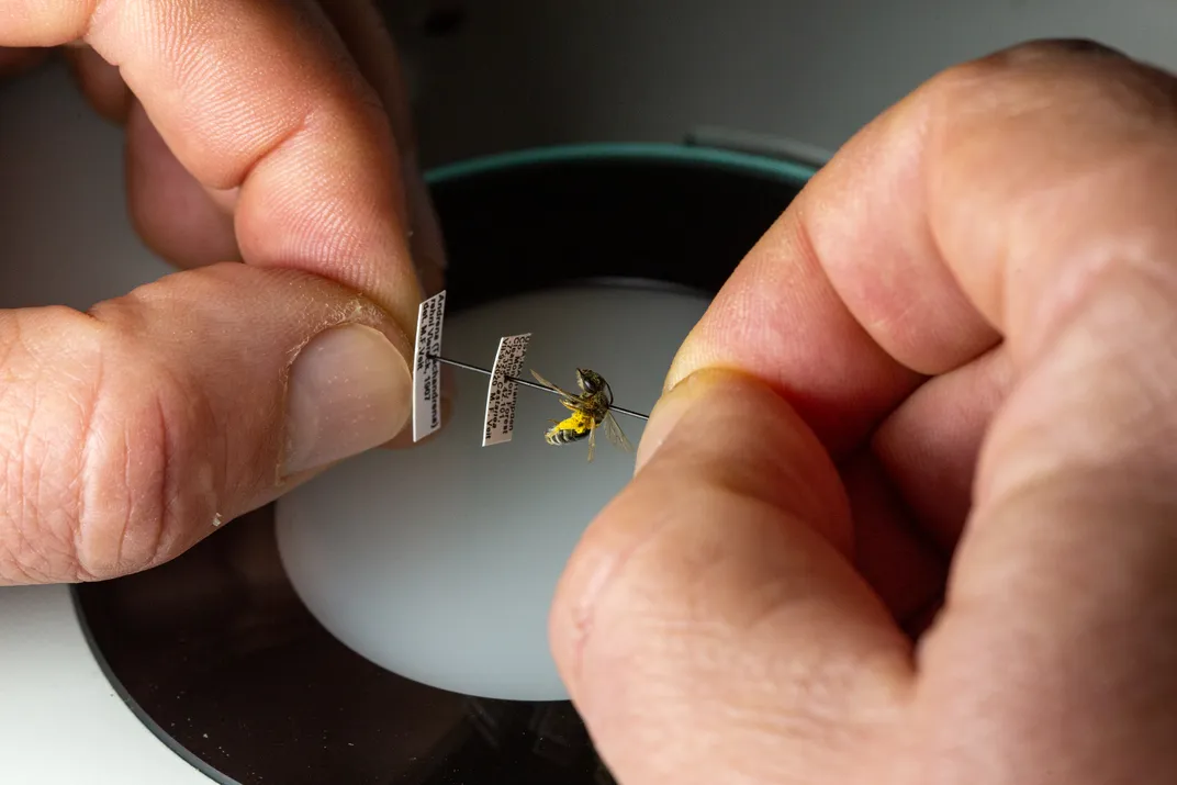 Michael Veit, a hobby entomologist and retired science teacher at Lawrence Academy in northern Massachusetts, uses a microscope at his home to examine a chestnut bee he found in 2020.