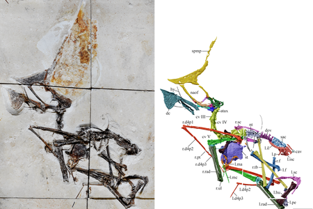 T. navigans was first described by researchers in 2003. However, until now, everything known about the species was based on two skulls.

