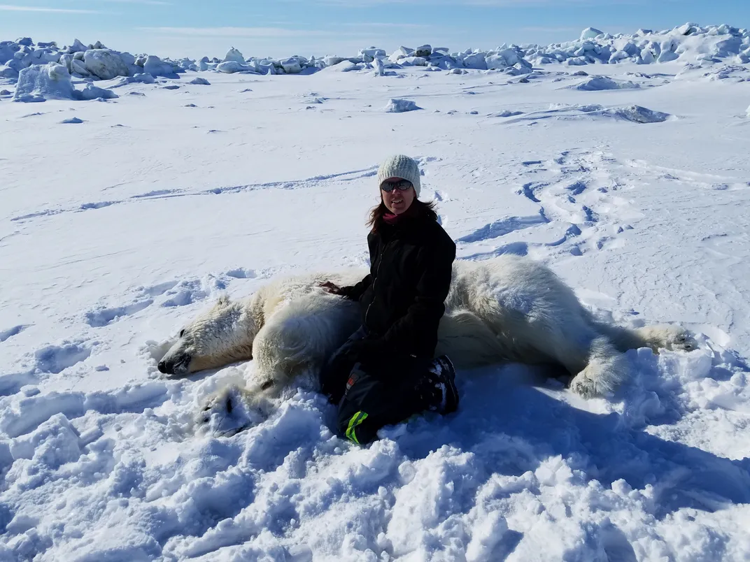 Woman leaning over sedated polar bear in the snow