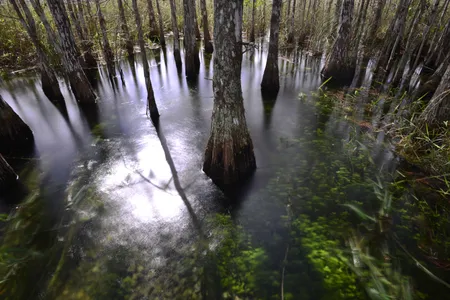 Cypress tree trunks in wetland at Everglades National Park