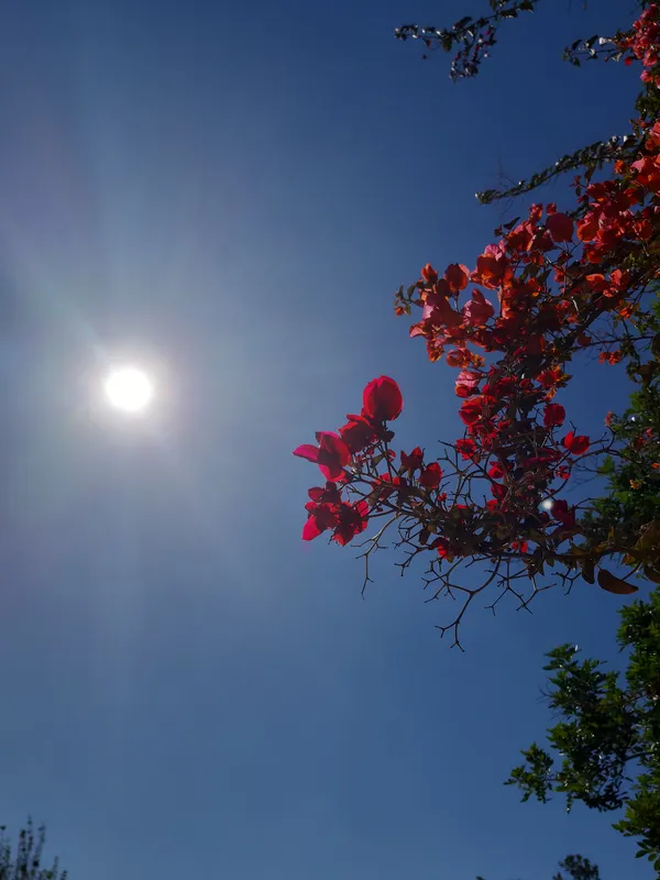 Radiant Bougainvillea - Pink Blossoms under the Blue Sky and Sun thumbnail