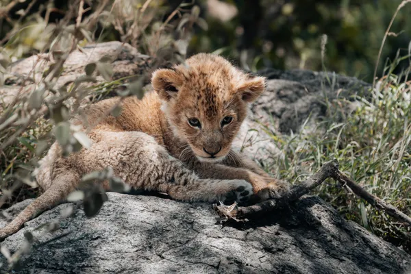 The Future of the Pride thumbnail