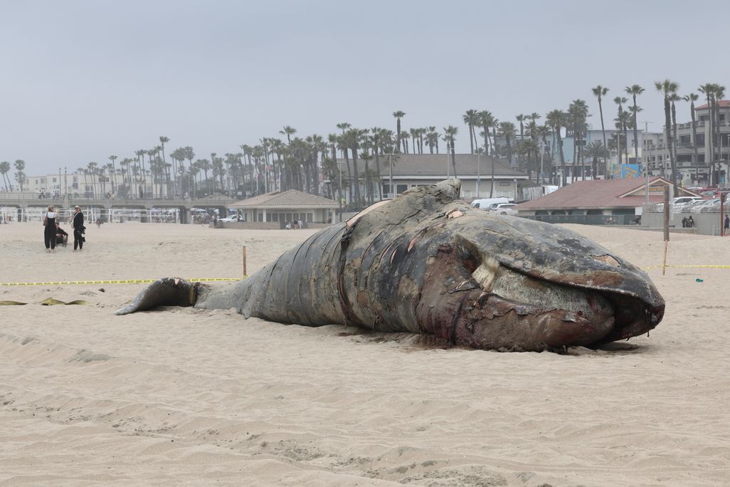 A dead gray whale on a beach