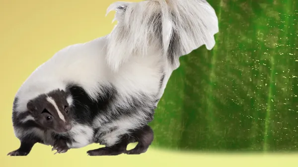 Preview thumbnail for Ask Smithsonian: What Makes Skunk Spray Smell So Terrible?