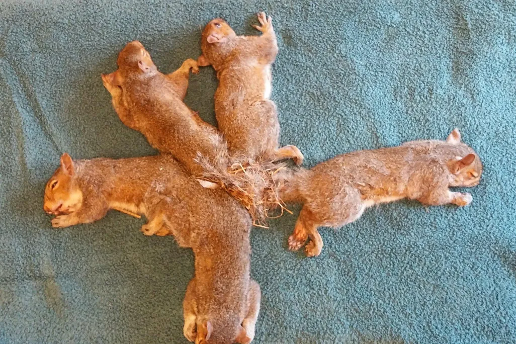 Squirrel Tails