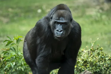 Captive gorillas make a novel sound that&#39;s a cross between a sneeze and a cough when zookeepers are nearby with food.