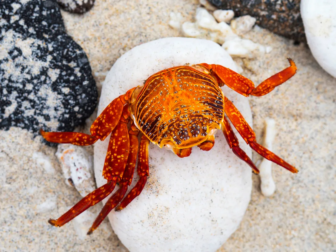 Sally Lightfoot Crab