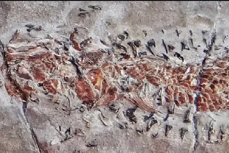 The full fossil with the body of the squid on the left and the fish to the right.