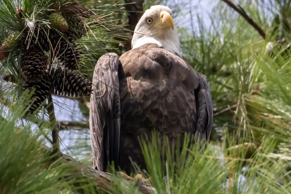 Bald Eagle thumbnail