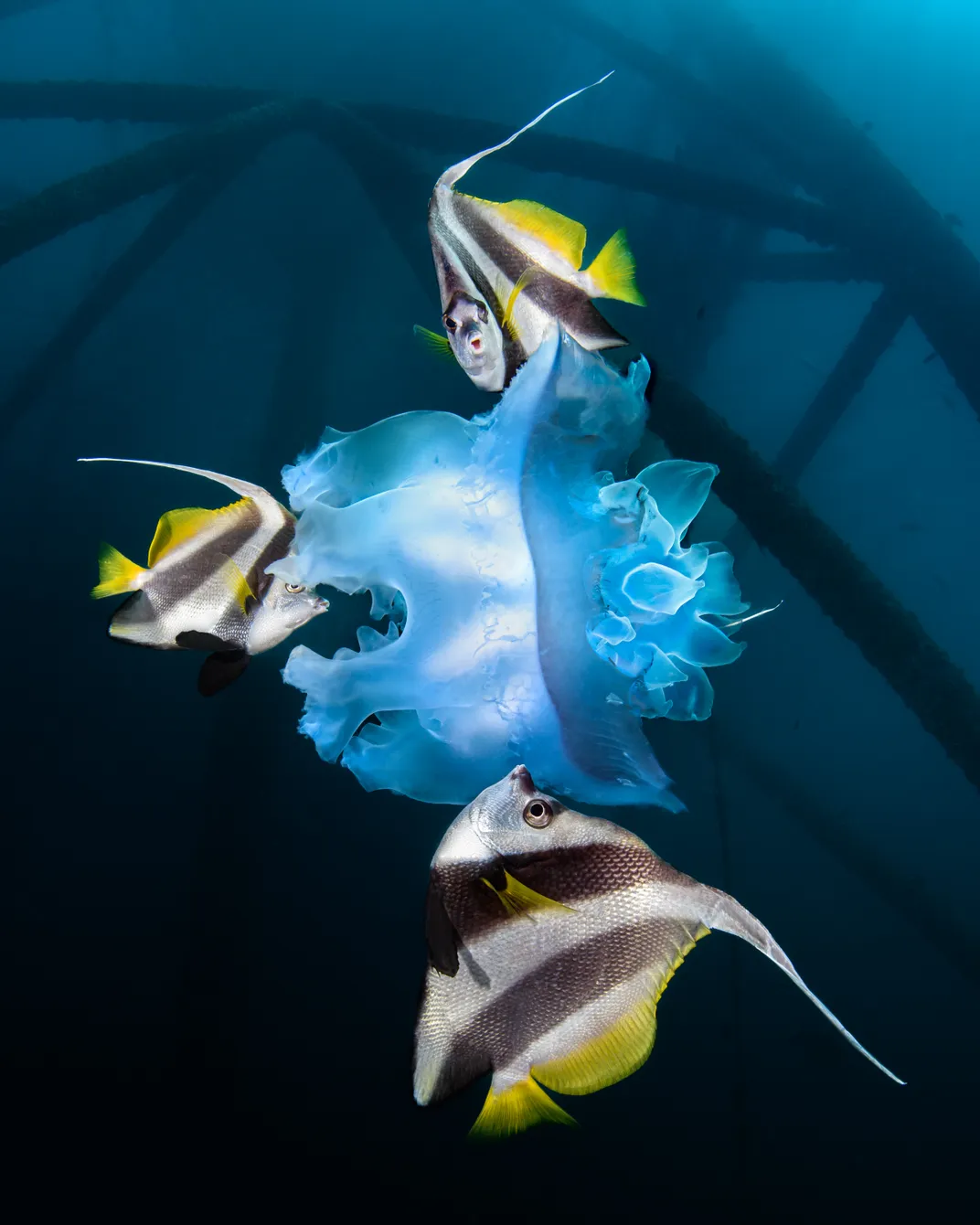 longfin bannerfish nibble on a jellyfish