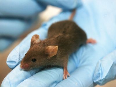 A new study suggests lab mice will open the mouths and pull on the tongues of their unconscious companions.
