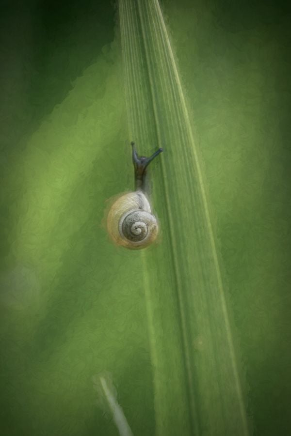 Snail on blade of grass thumbnail