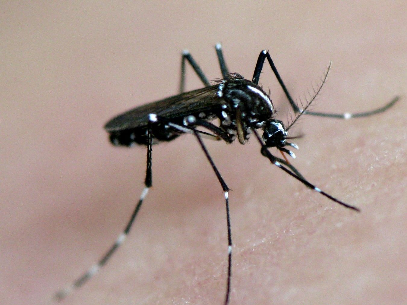 can a aegypti mosquito cause a dog to bite