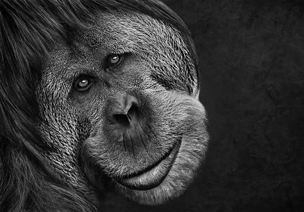 Orangutan thumbnail
