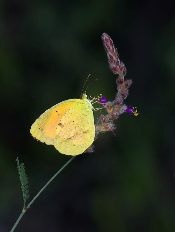 Sleepy Orange Butterfly Nectaring on Pringle's Prairie Clover thumbnail