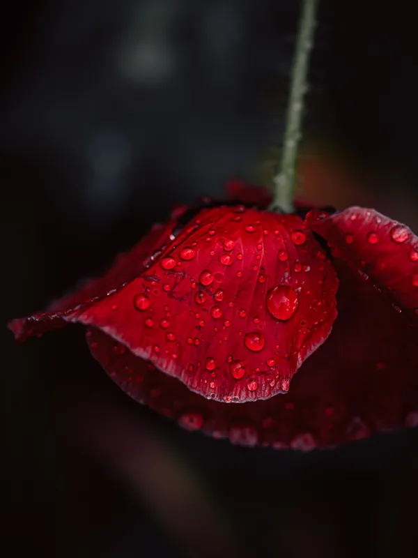 Poppy After The Rain I thumbnail