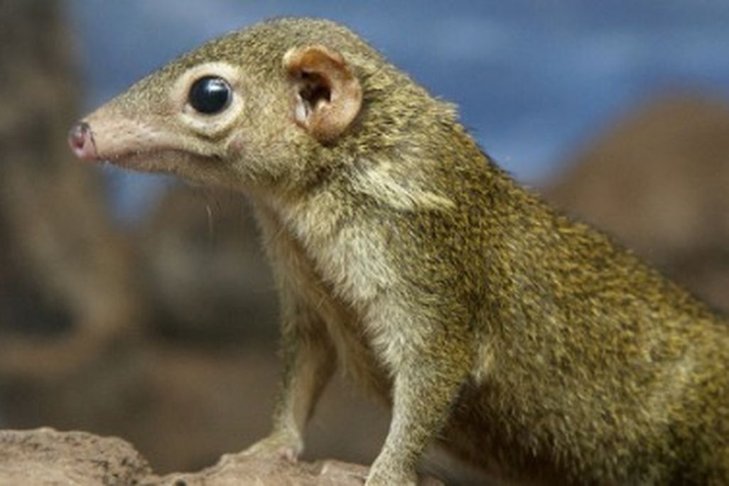 A tree shrew recently born at the National Zoo