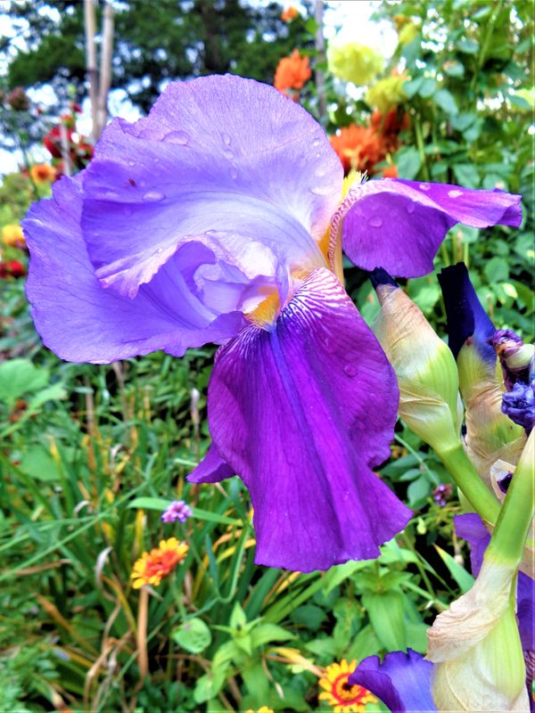 After the rain, this Iris is refreshed. thumbnail