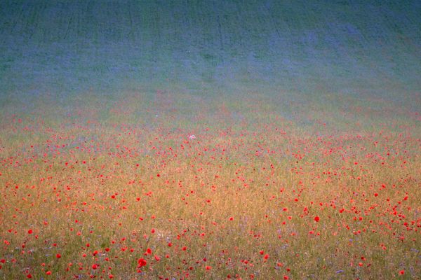 Poppies & Cornflowers thumbnail