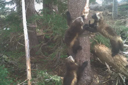Wolverines make dens in snowpack to raise kits