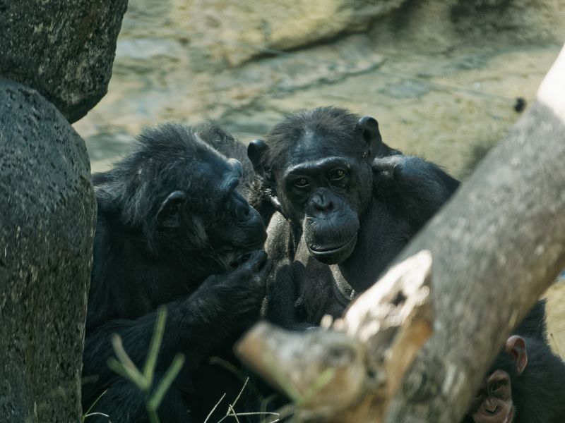 Whispering (did chimpanzee talk?). | Smithsonian Photo Contest