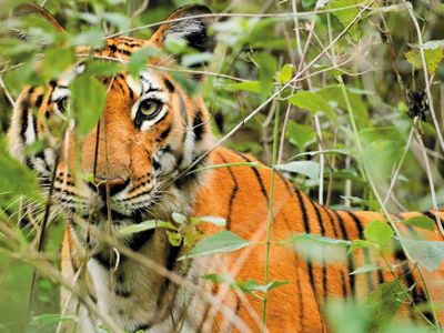 Tiger in India Nagarhole National Park