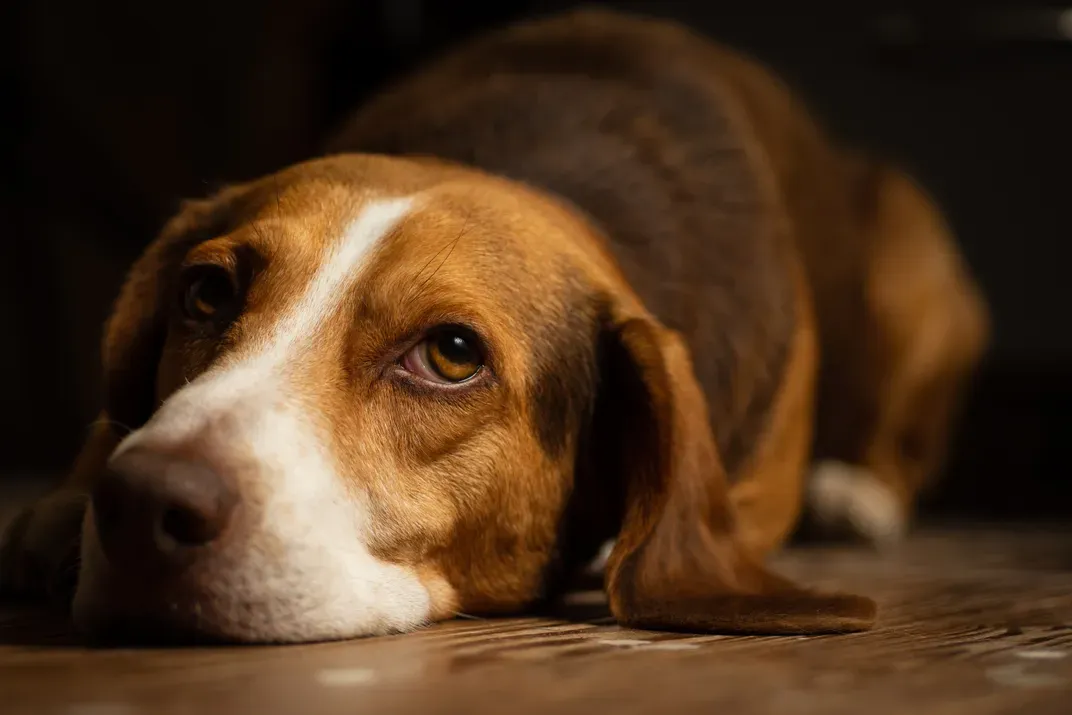 8 - Murphy, a beagle, enjoys hunting, once a commonplace activity for some dog breeds
