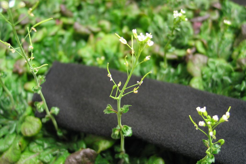 Thale cress
