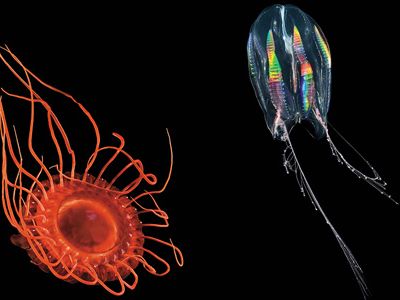 Light-Fantastic-jellyfish-and-Atolla-manubrium-631.jpg