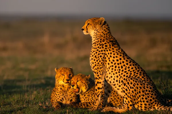 Enjoying the setting sun thumbnail