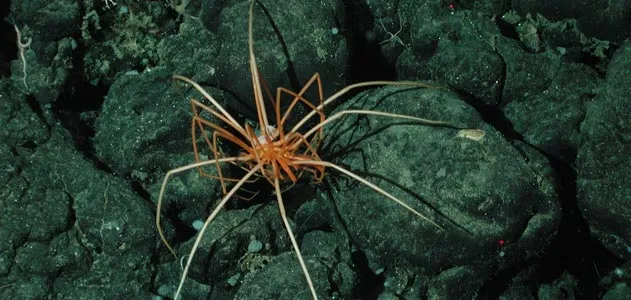 sea spiders