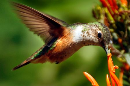 A Rufous Hummingbird sips on the nectar from an Orange Justicia plant in California