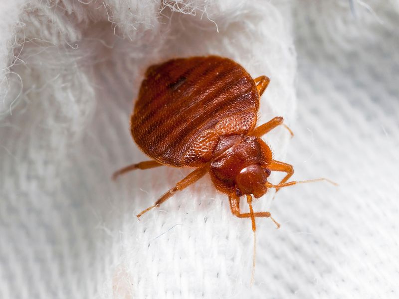 Are Bed Bug Traps Effective in Eliminating Bedbugs?, by Bedbugstoreusa