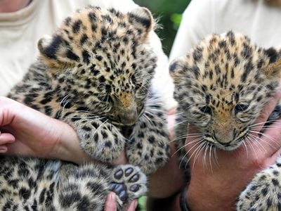 The Amur leopard twins Akeno, left, and Zivon, right, are being baptized at the zoo in Leipzig, Germany, Thursday, July 6, 2017. The twin animals were born on 22 April.